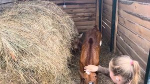 Отёл коровы Милки и ВАЖНОЕ объявление! | Молодая Ферма