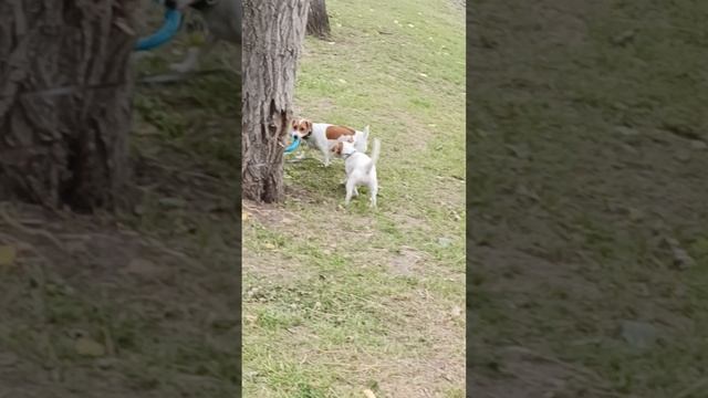 злые сабаки