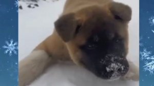 Малыш первый раз увидел снег.