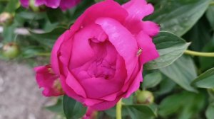 Прекрасные пионы, июнь 2025 год.🌺