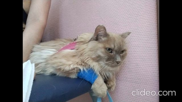 clideo_editor_bea2b21082044193b2af105cb3d1c7f6