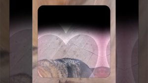 1000042328.mp4 (Собака смотрит на монтаж электропроводки (монтаж р/коробки на 2 эт.) в доме А-фрейм)