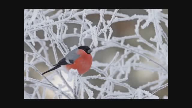 "МЕТЕЛИЦА" Шувалова Светлана