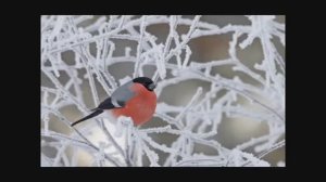 "МЕТЕЛИЦА"  Шувалова Светлана