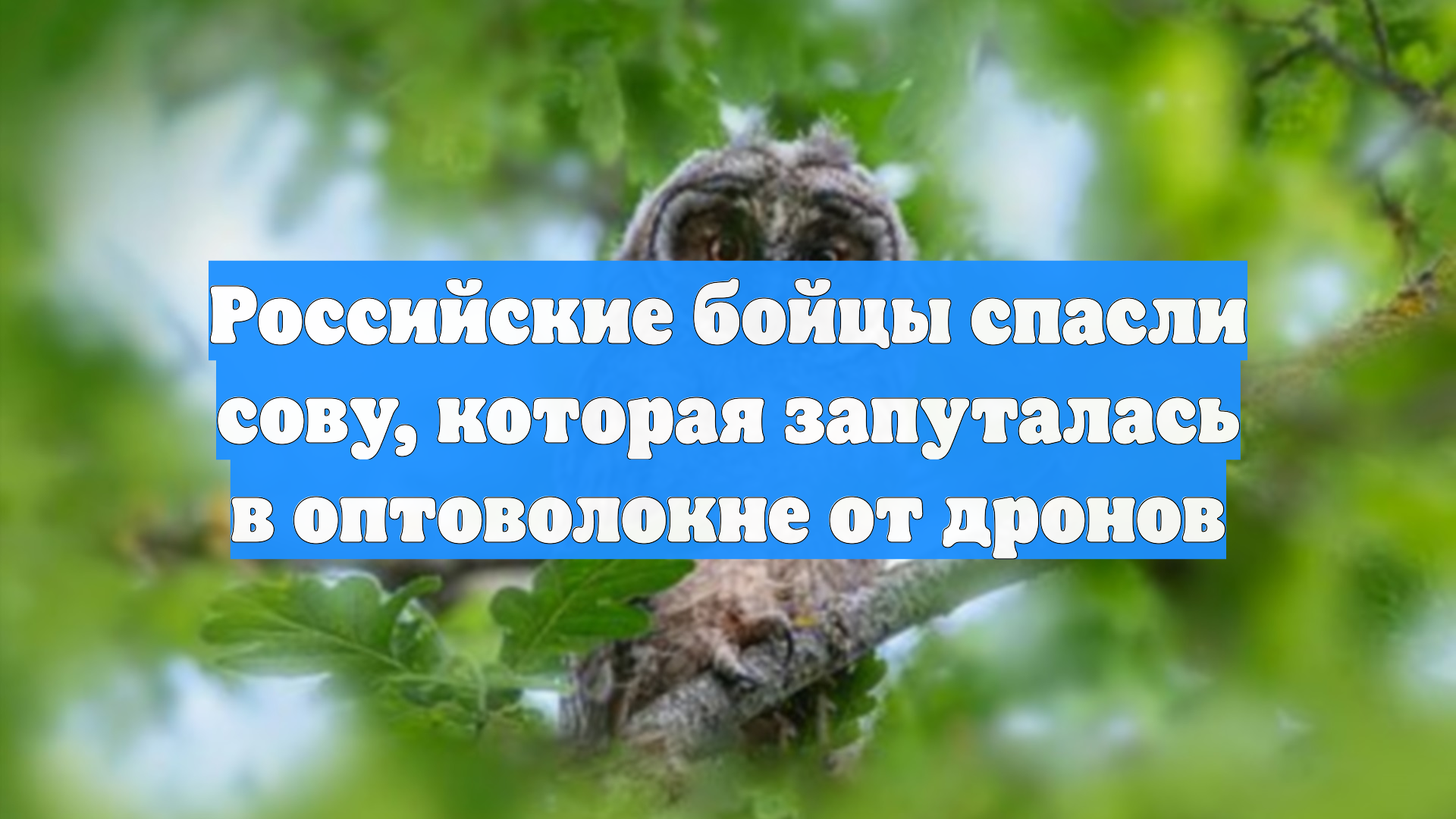 Российские бойцы спасли сову, которая запуталась в оптоволокне от дронов