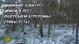 Внимание конкурс! Зимой в лес! Разгребаем буреломы! Грибы есть!