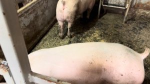 Купили тракторную телегу, ассенизаторскую бочку!В ожидании решения по Агростартапу!Полевые работы!