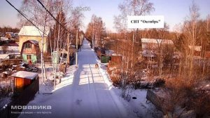 Тигр в СНТ Октябрь