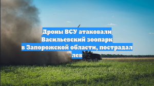 Лев ранен в результате удара дрона ВСУ по зоопарку в Запорожской области