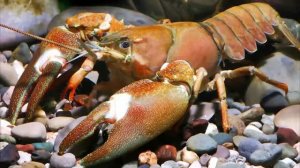 Когда и как попал в Европу Американский сигнальный рак (Pacific crayfish) — Pacifastacus leniusculus