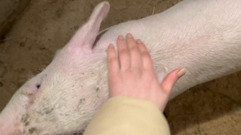 Долгожданный ПОДАРОК от подписчика! | Молодая Ферма