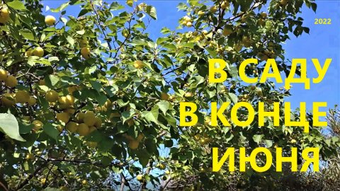 А что в саду. 31 июля 2022 года.