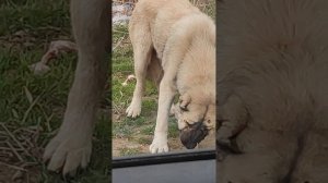 Как же их всех жалко