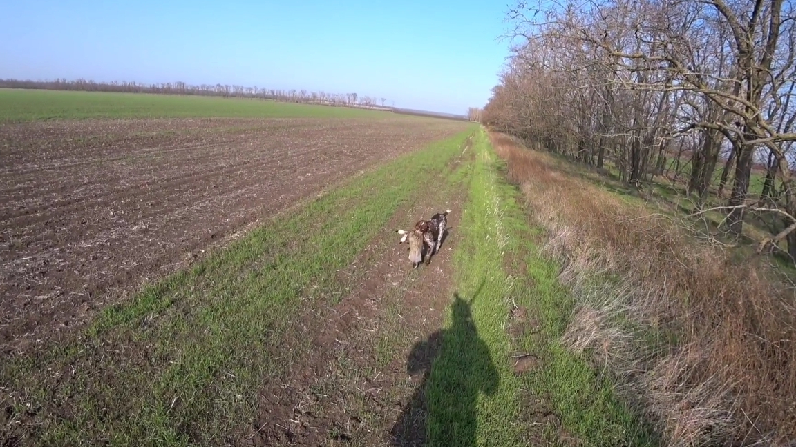 Охота на зайца. Один меткий выстрел. Дефф и Алтай.