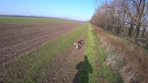 Охота на зайца. Один меткий выстрел. Дефф и Алтай.