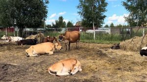 Фермерские будни в полях! Отгружаем сено покупателям! Как мы столкнулись с воровством рулонов…