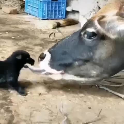 #студенческийюмор #забавнаяреклама #cuddlycat #смешныекартинки #кошкадома #мемныевидео #смешныест...