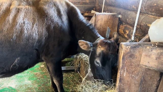 Где теперь будет жить Онежка? Наши насыщенные фермерские будни! Отапливаем дом с ТеплЭко! смотреть онлайн