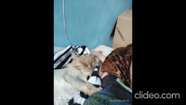 clideo_editor_80360cc2074e4bb3819ee36fae7a1e08