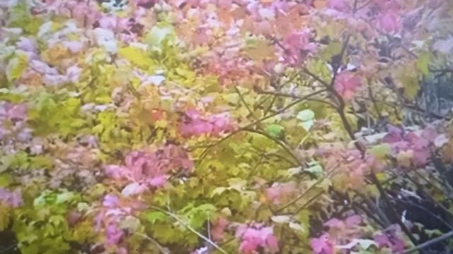 Калина. Елена Карпук