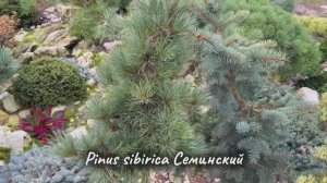 Pinus sibirica Семинский