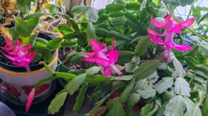 Мукбанг. Болталка.