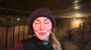 Провели обработку копыт у наших молочных коров! Все новости, как прошел наш сентябрь?!