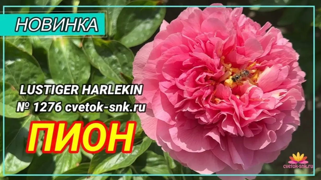 Пион "LUSTIGER HARLEKIN"/Сад Ворошиловой