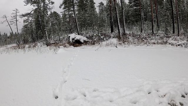 Выглянул из палатки и обалдел. Рыбалка с ночёвкой. Рыбалка в Карелии. Проверка жерлиц