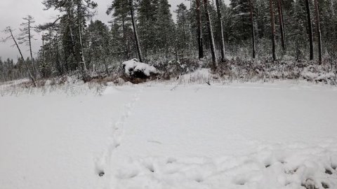Выглянул из палатки и обалдел. Рыбалка с ночёвкой. Рыбалка в Карелии. Проверка жерлиц