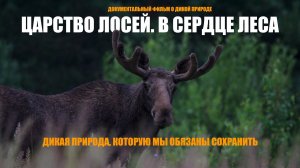 Царство лосей. В сердце леса | Документальный фильм о дикой природе Удмуртии | Жизнь лосей