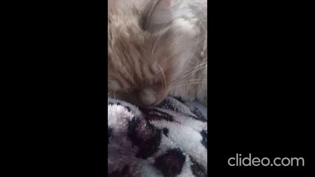 clideo_editor_a653279bd5f34a8aae9fa6531c9c1975