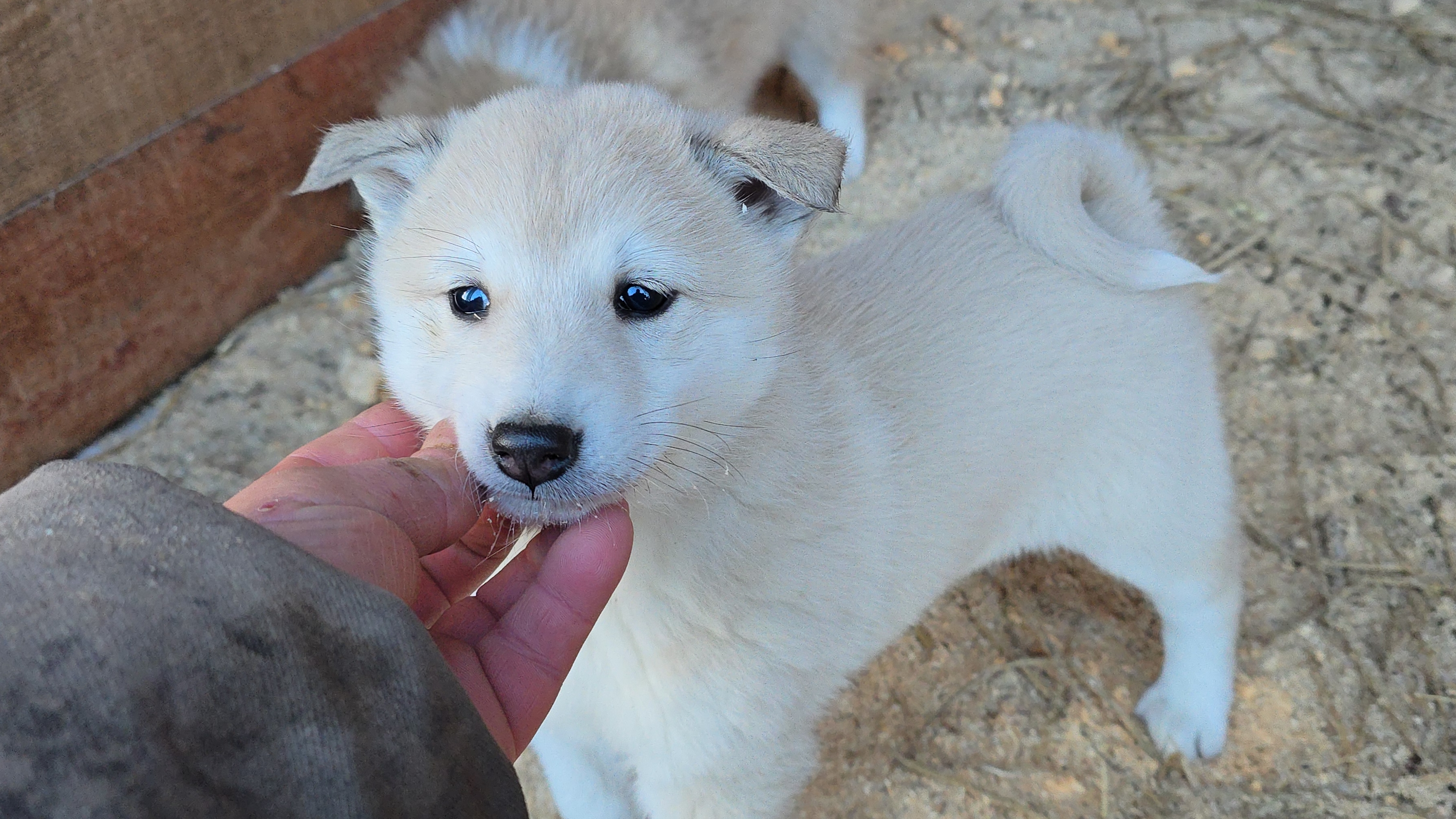 Первые морозы щенков