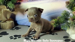 Собака ведёт себя так - как заслуживает её хозяин #Скидки до 27/12/25 #щенки_чихуахуа +79215950848