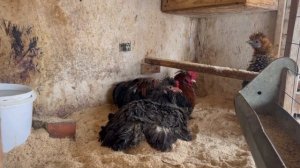 Осенние дни на ФЕРМЕ! Две Женщины На хозяйстве! | Молодая Ферма