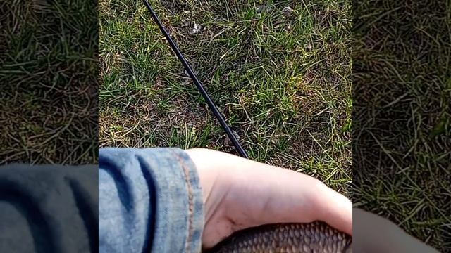 Из записей рыбака 2025 #карп #рыбалка #карпфишинг #рыба #кукуруза