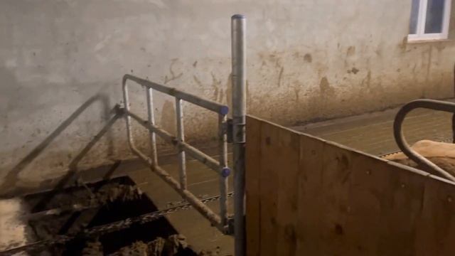 Современная ферма. Породистые коровы из Германии | Молодая Ферма