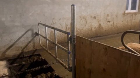 Современная ферма. Породистые коровы из Германии | Молодая Ферма