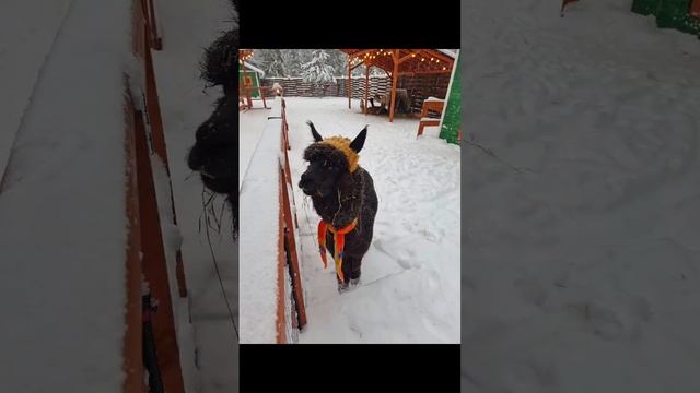 С наступающим новым годом (полная версия)