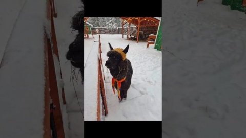 С наступающим новым годом (полная версия)