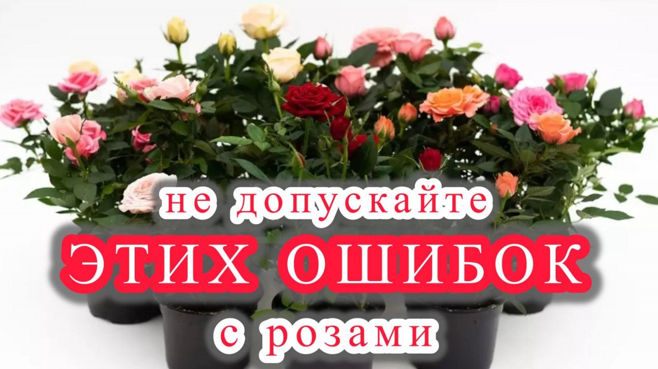 Эти простые правила помогут вам легко и просто выращивать розы в доме.