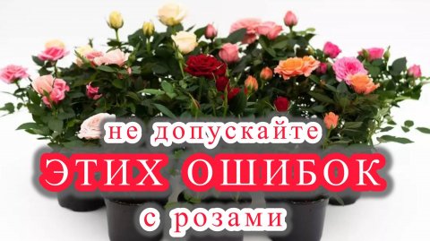 Эти простые правила помогут вам легко и просто выращивать розы в доме.