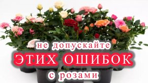 Эти простые правила помогут вам легко и просто выращивать розы в доме.