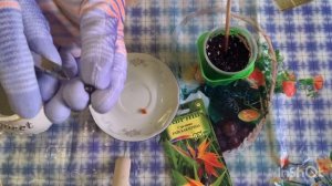 Стрелиция Райская Птица - посев семенами на прорастание