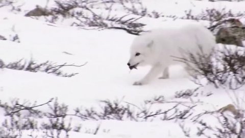 Животные севера Животные которые живут на севере Учим полярных животных