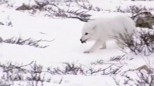 Животные севера  Животные которые живут на севере Учим полярных животных