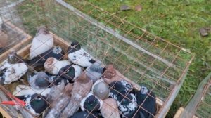 7.12.2025г Ярмарка Хатукай,Усть-Лабинк ч.4