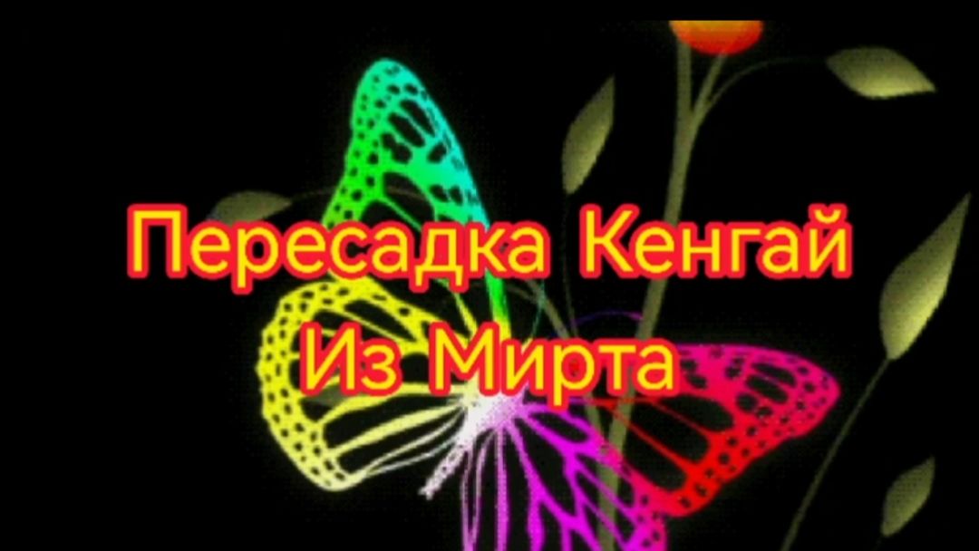 Бонсай кенгай