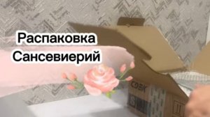 Распаковка сансевиерий из Таиланда Декабрь 2025г. S Mafinga es.849  white var. 
S Snow white