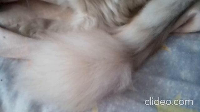 clideo_editor_78b5cd1aba6d450d89343826bbfe510d